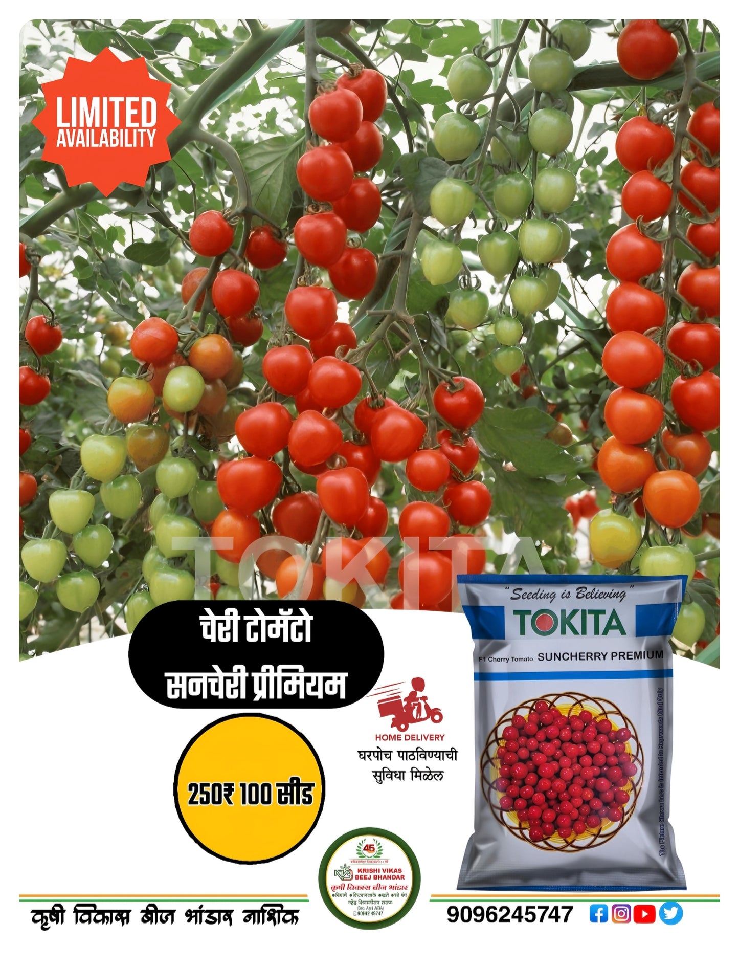 Sunchery Premium 100 seed