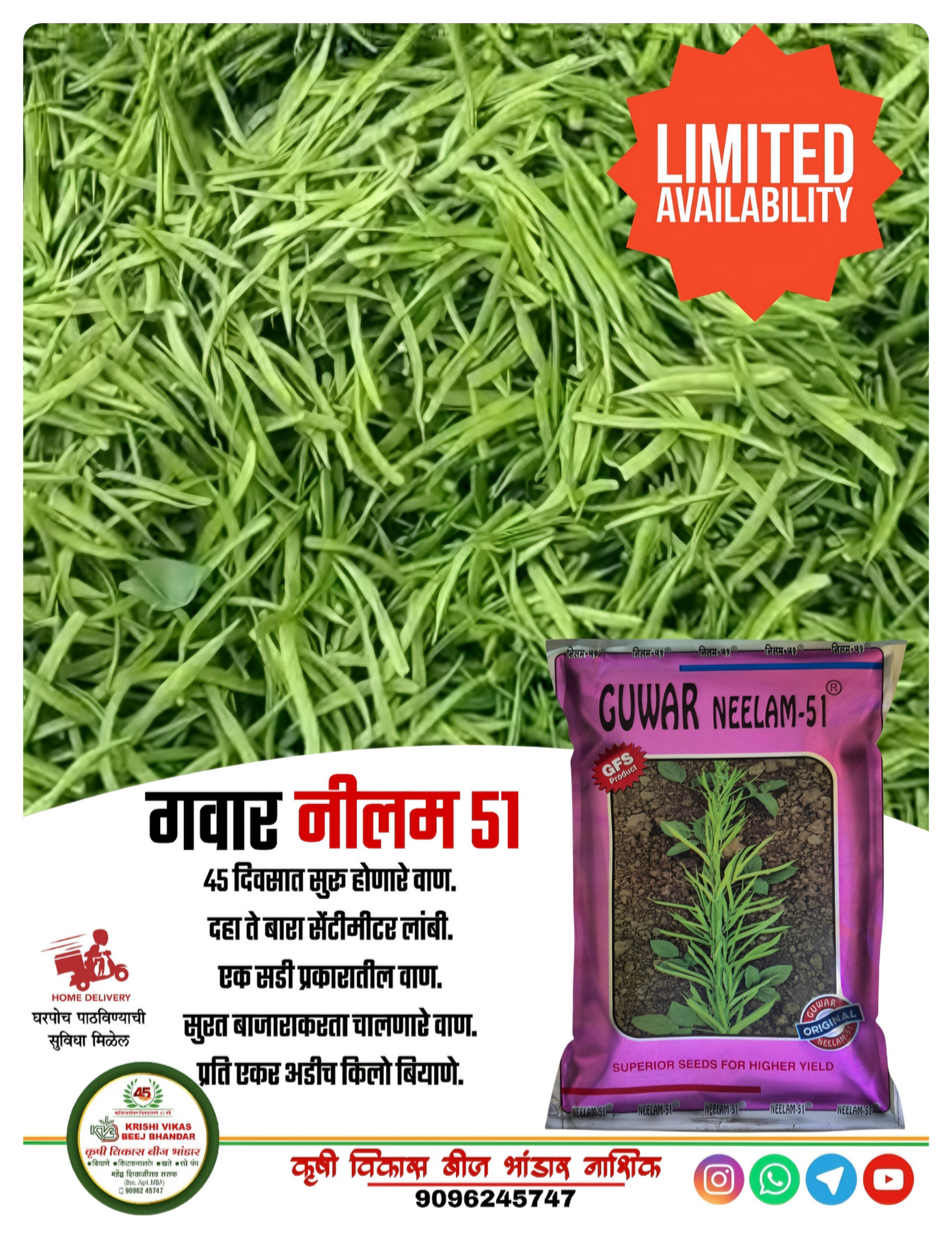 Gawar Neelam 51 500 gm