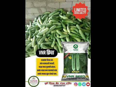 CUCUMBER VNR KRISH