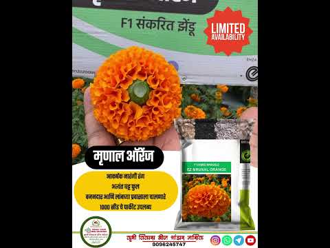 MARIGOLD MRUNAL ORANGE