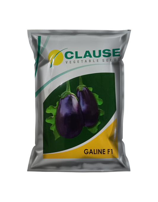 Galine Brinjal 1000 seed