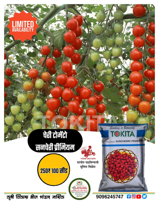 Sunchery Premium 100 seed