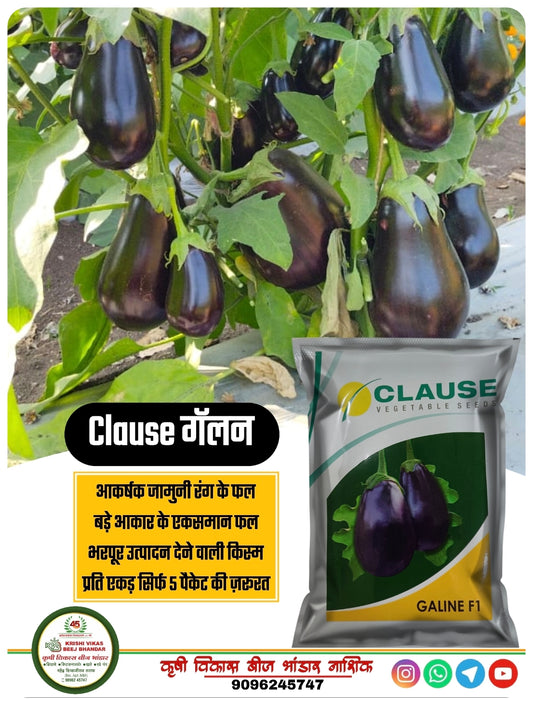 Galine Brinjal 1000 seed
