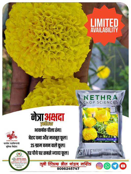 MARIGOLD NETHRA AKSHADA YELLOW 1000 SEEDS