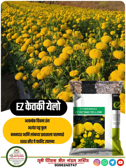 MARIGOLD EZ Ketaki Yellow