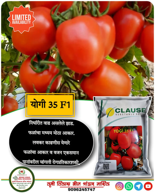 Tomato yogi 35