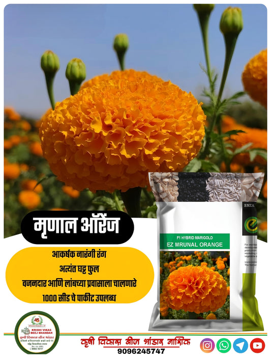 MARIGOLD MRUNAL ORANGE