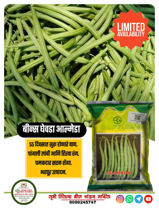 Beans Kaveri Almeda 500 gm